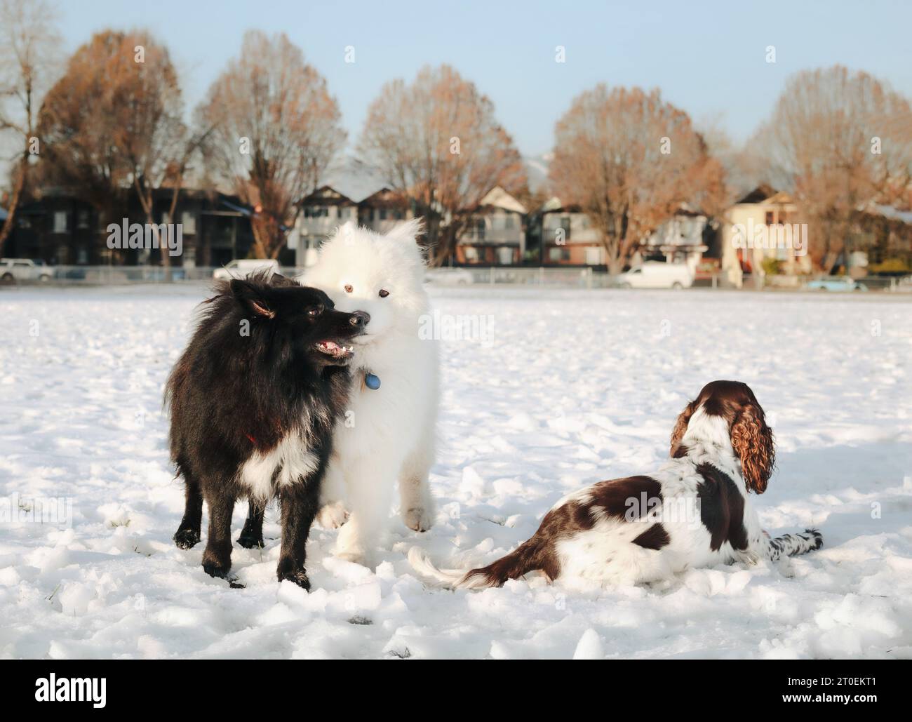Three dogs in snow in the park on a sunny winter day. Samoyed dog and ...