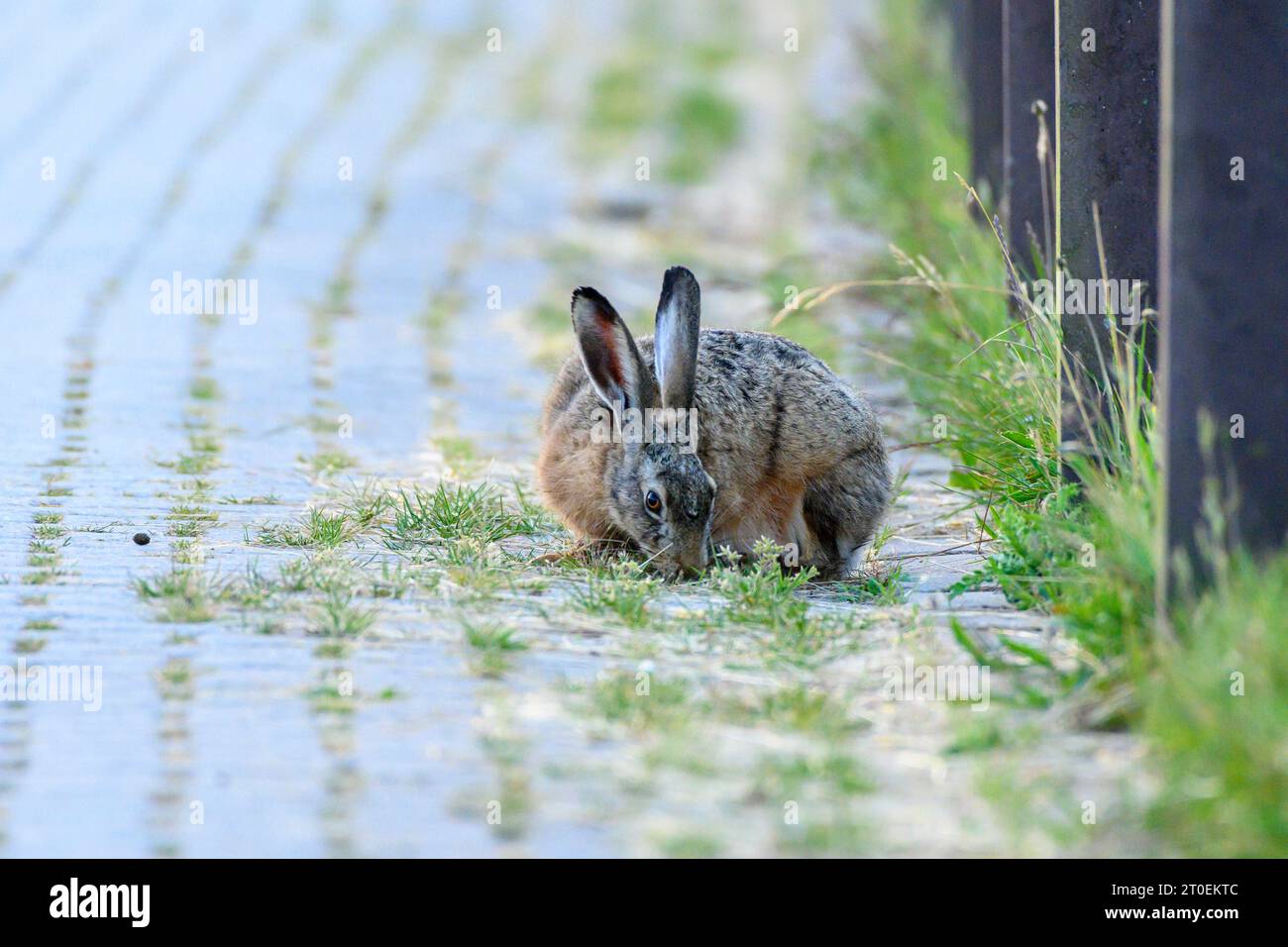 Germany, Lower Saxony, Juist, brown hare (Lepus europaeus), called hare for short, mammal of the family hares (Leporidae). Stock Photo