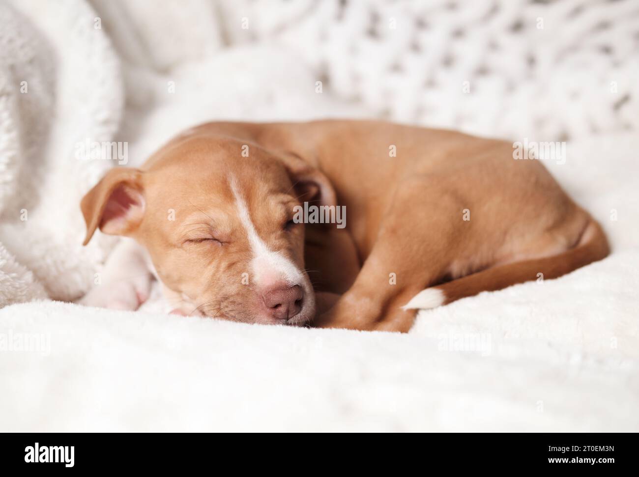 Puppy sleeping on sofa. Front view of relaxed cute puppy dog lying curled up on a soft white fluffy blanket. 8 weeks old, female Boxer mix breed just Stock Photo