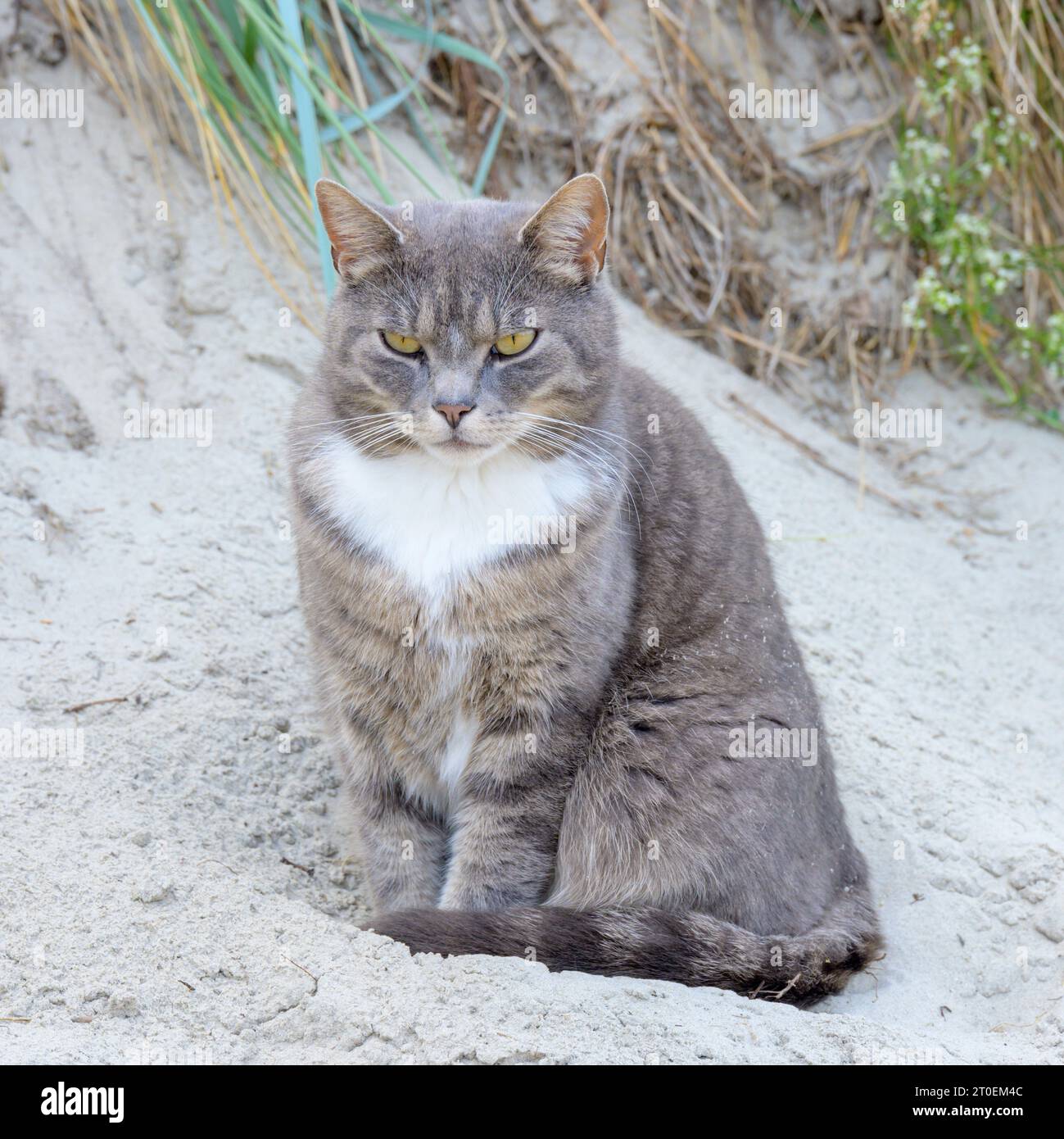 Picture of a gray cat sales
