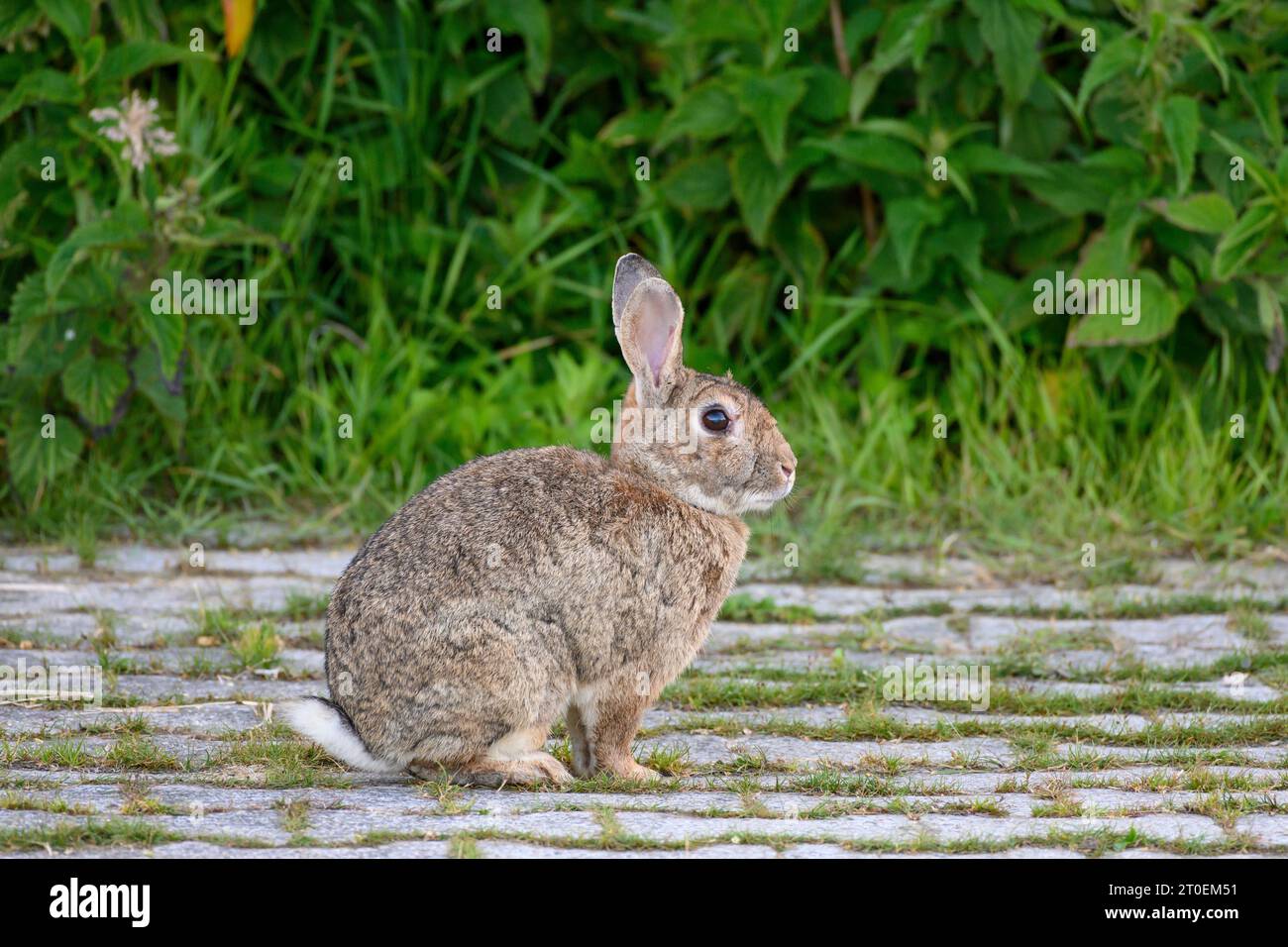 Rabbits from the family of hares (Leporidae). Stock Photo