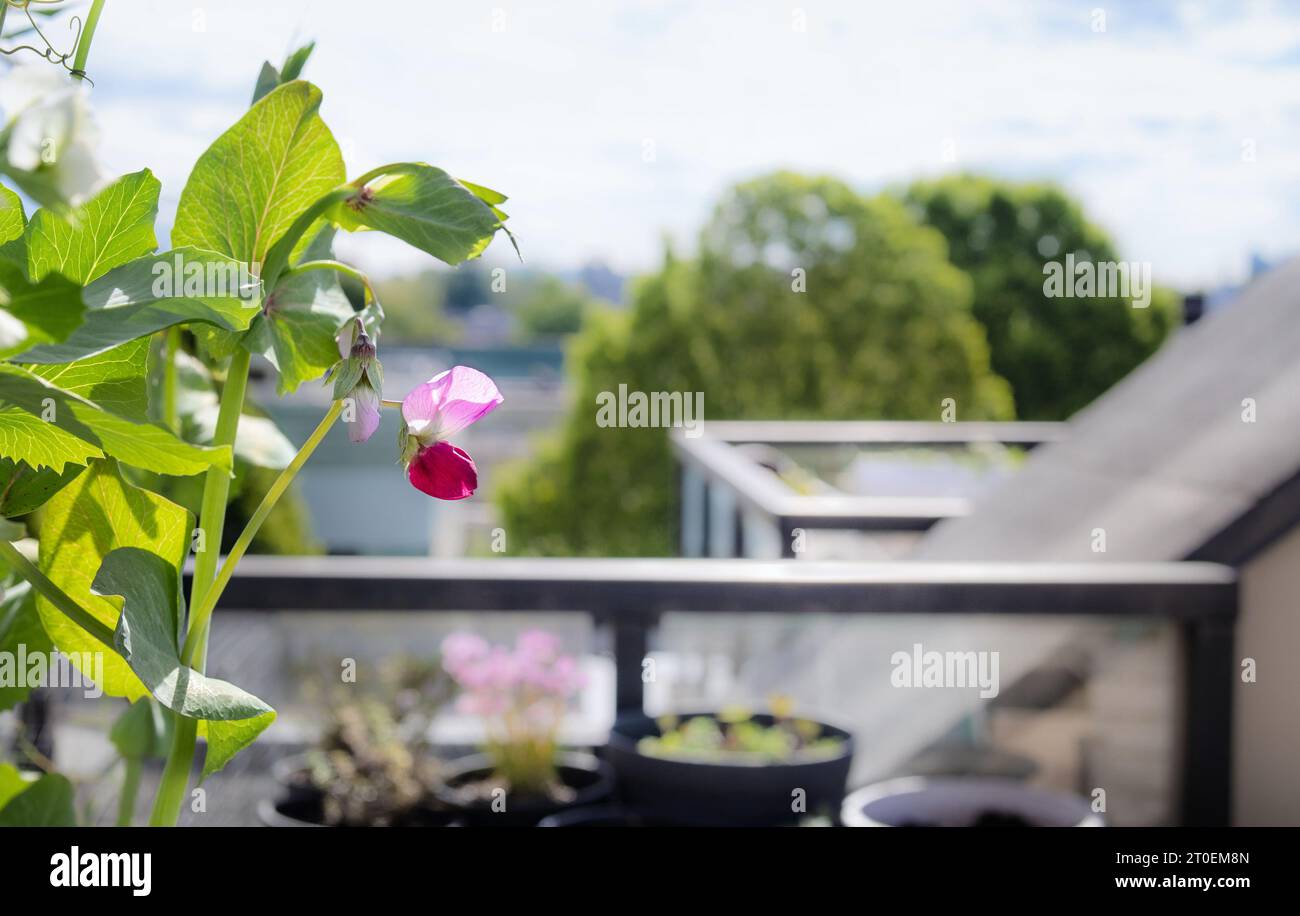Purple Snow Pea blossom in rooftop garden on a sunny spring day