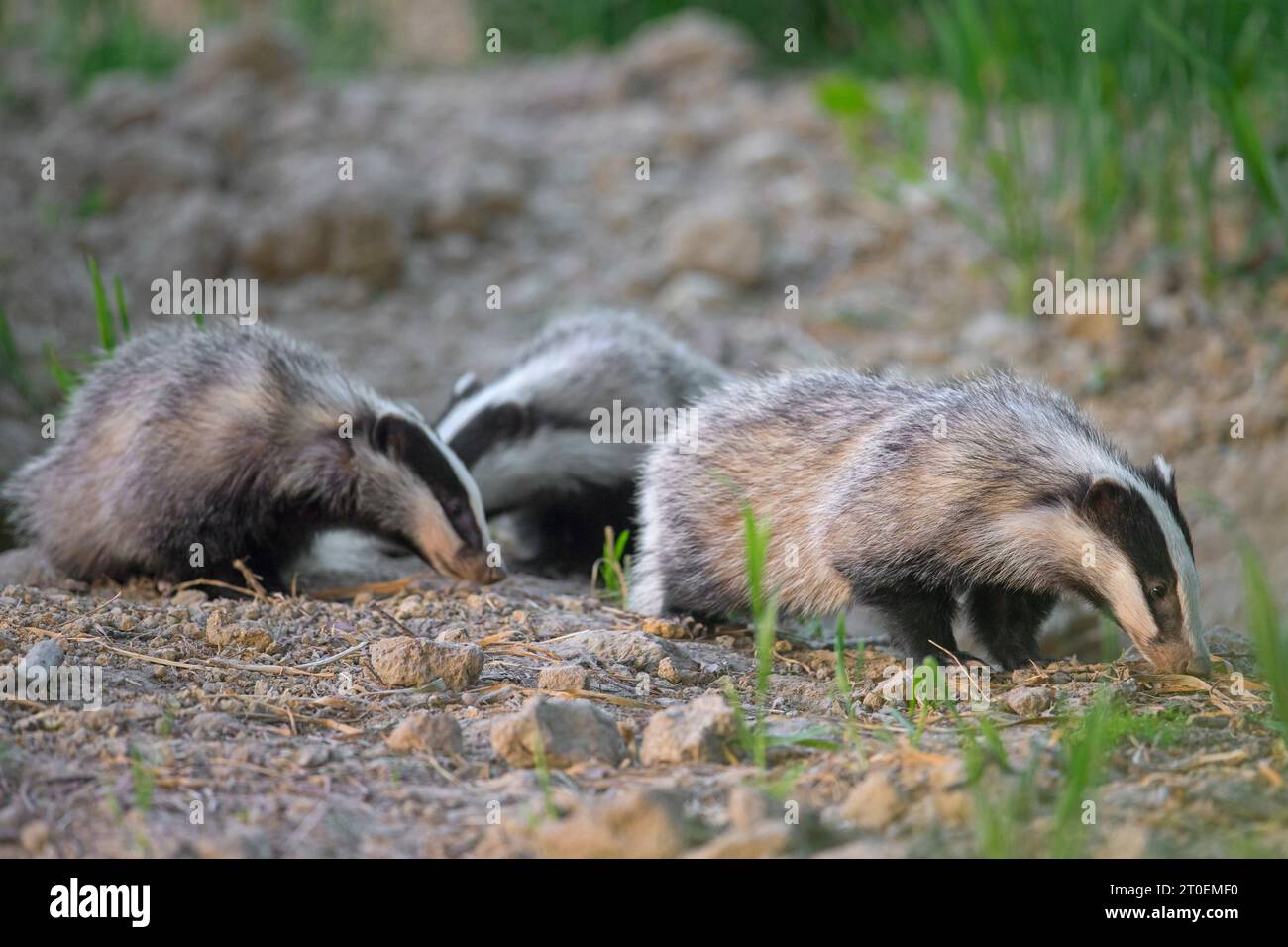Three young European badgers (Meles meles) juveniles sniffing the earth for earthworms and insects in field / farmland at dusk in spring Stock Photo