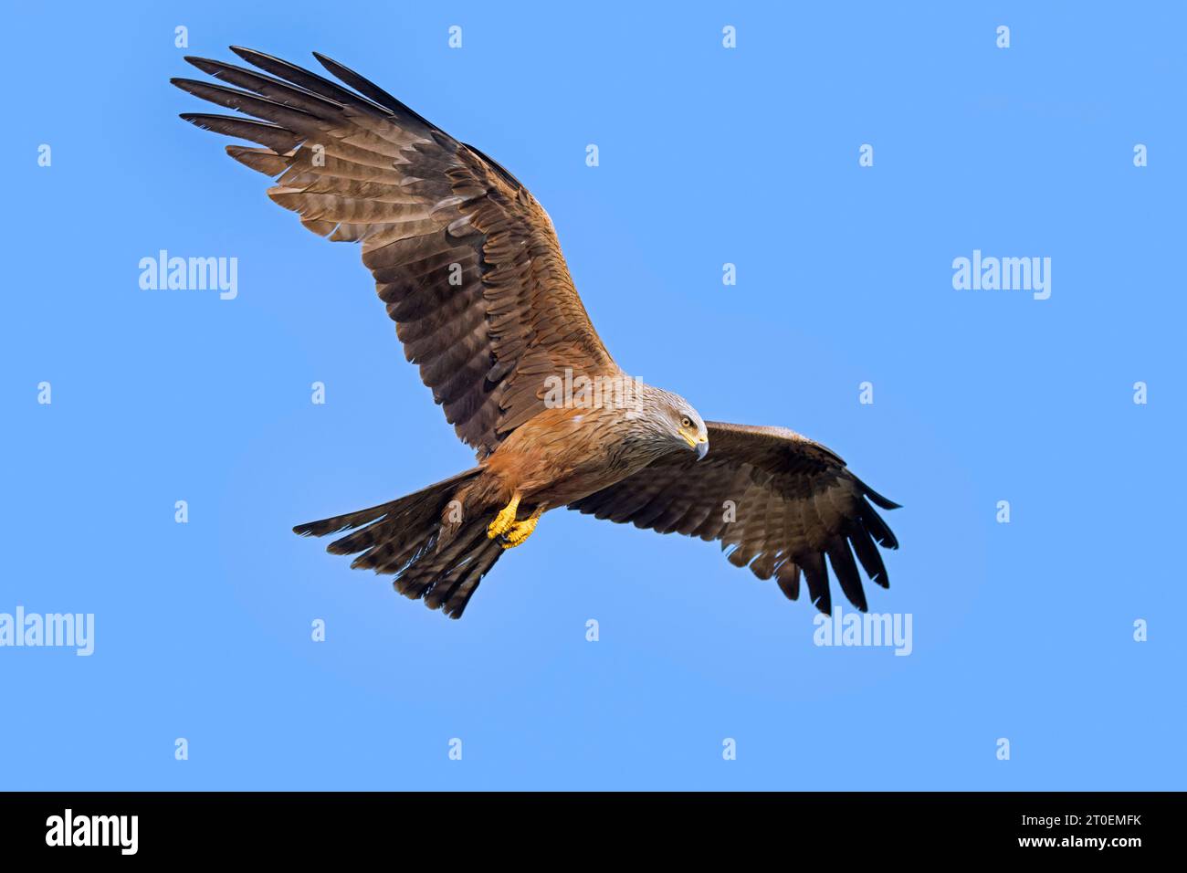 Soaring black kite (Milvus migrans) bird of prey in flight against blue sky in summer Stock Photo