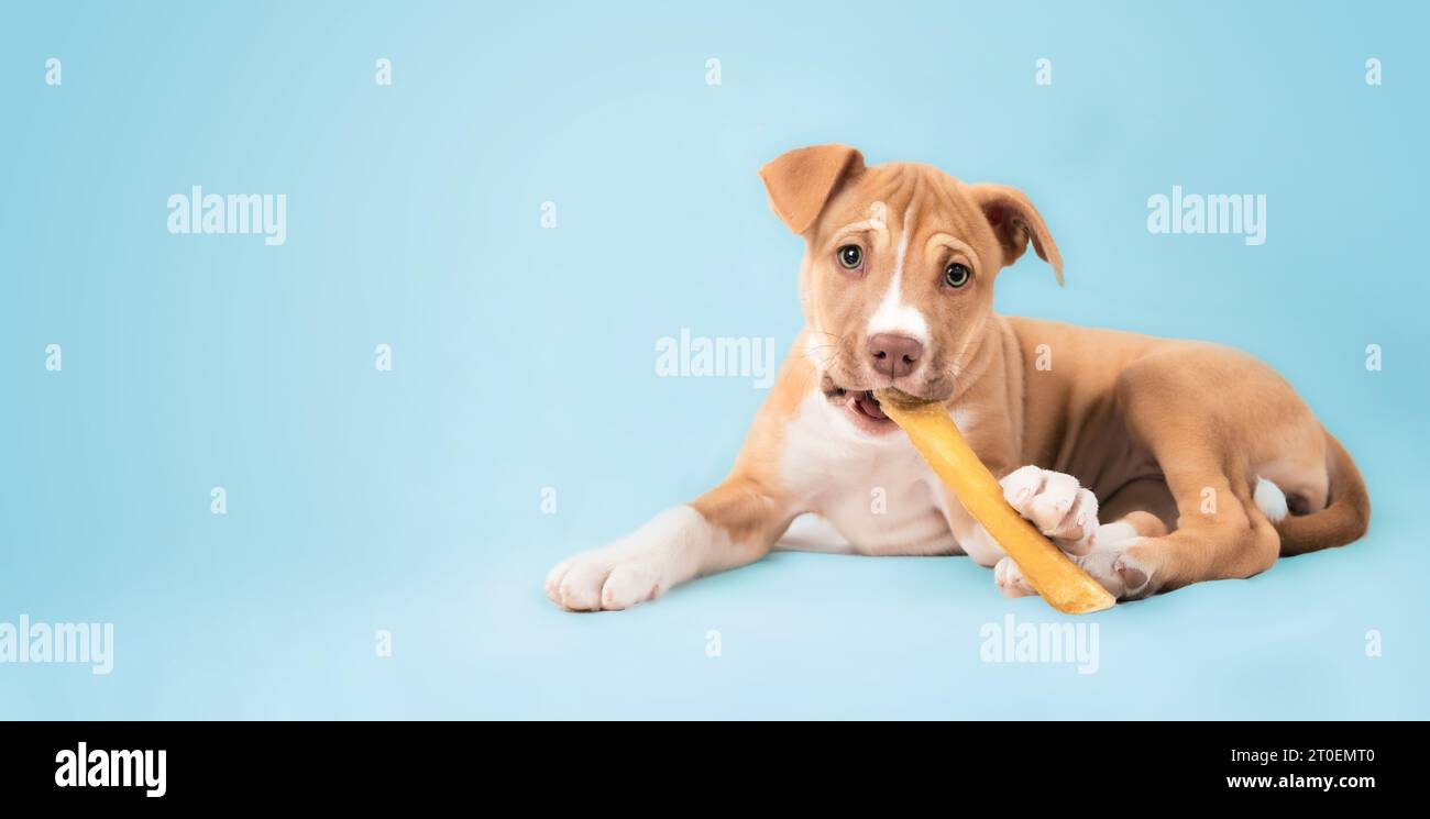Happy puppy with chew stick in mouth on blue background. Cute puppy dog