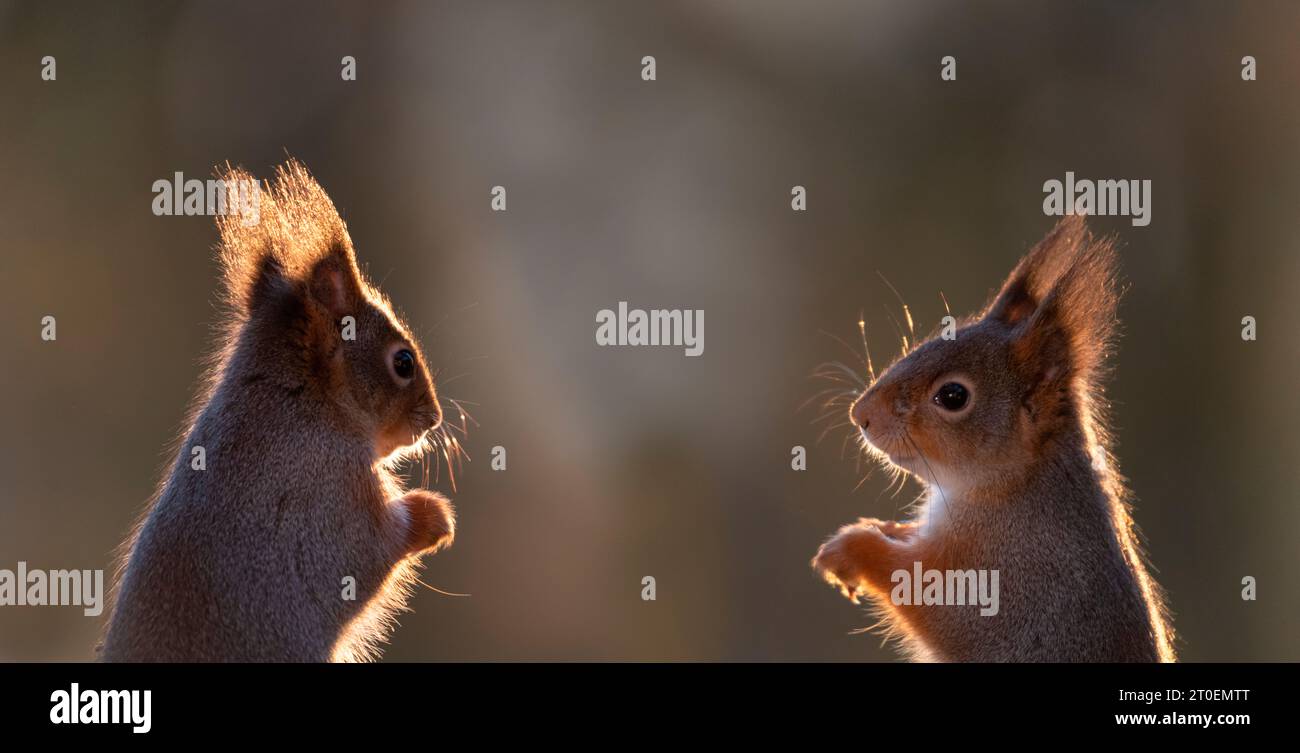 Red Squirrels looking at each other Stock Photo