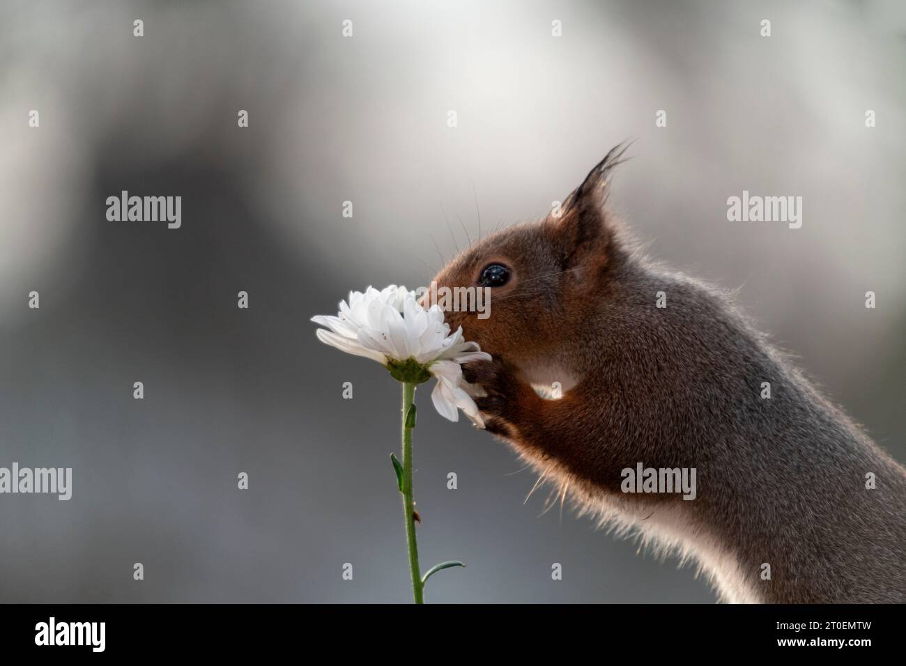 Red Squirrel smelling a white Dianthus flower Stock Photo