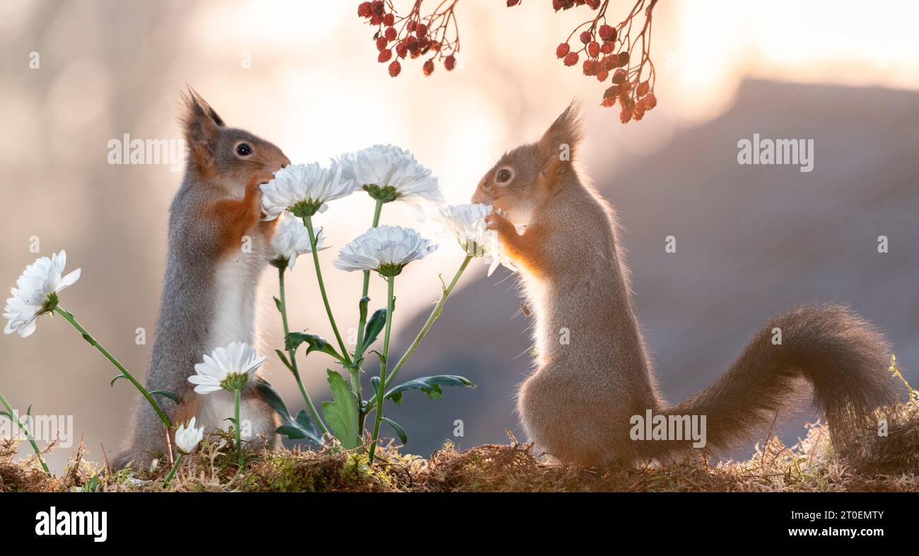 Red Squirrels holding a white Dianthus flower Stock Photo