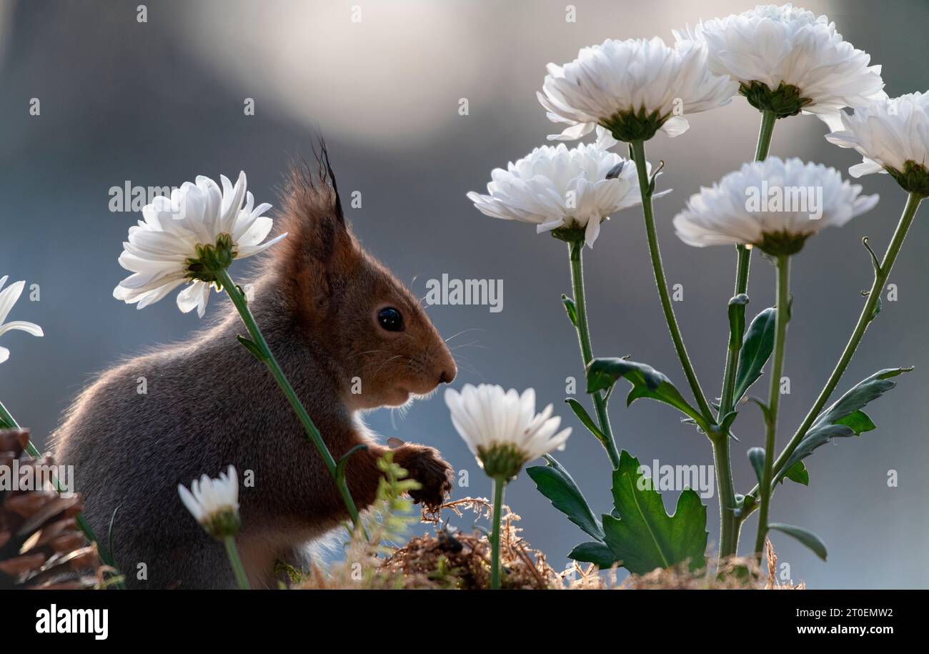 Red Squirrel with a white Dianthus flowers and pinecone Stock Photo