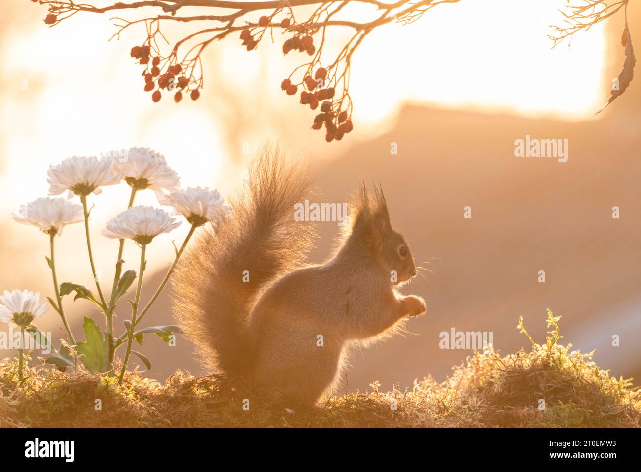 Red Squirrel with white Dianthus flowers Stock Photo
