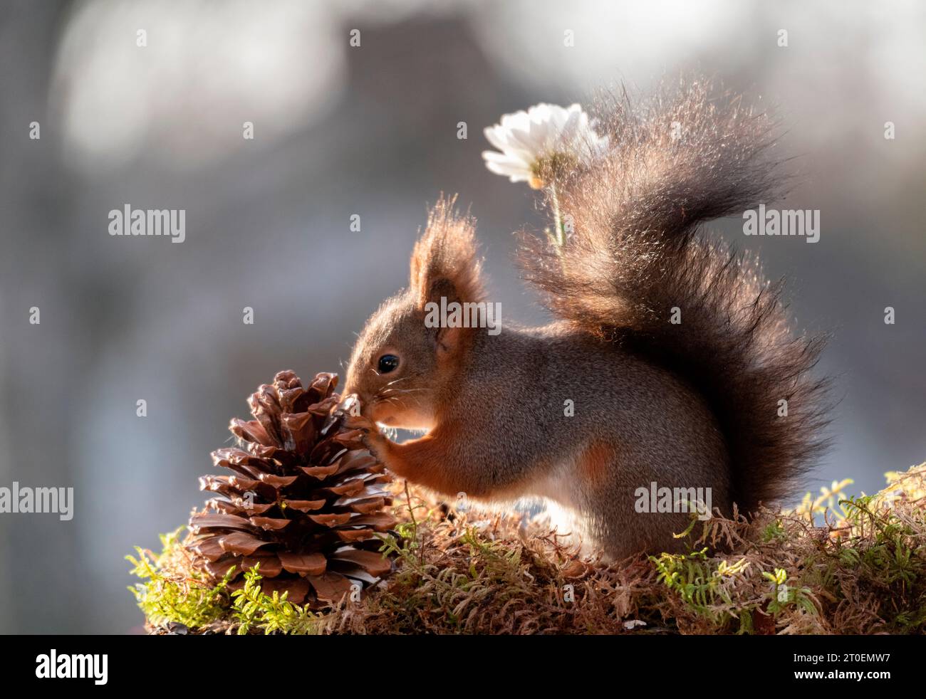 Red Squirrel holding a white Dianthus flower and pinecone Stock Photo