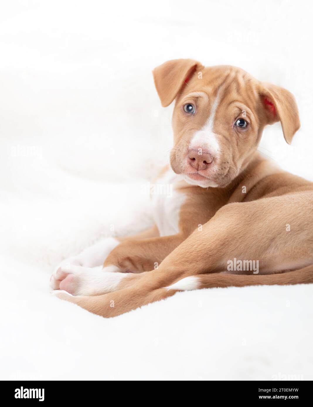 Cute puppy lying on soft white blanket looking at camera. Front view of