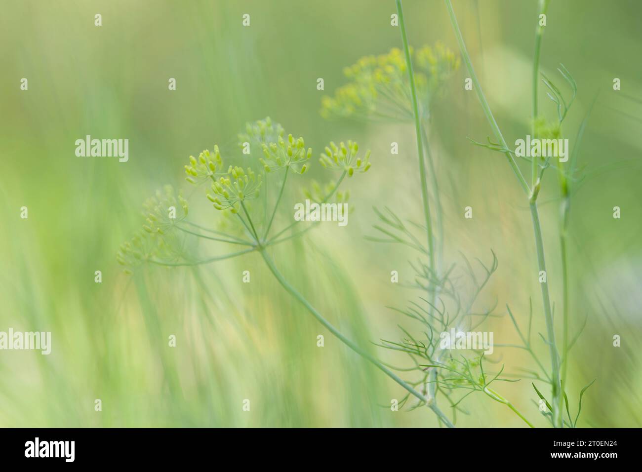 Fruits of wild fennel (Foeniculum vulgare) in a field, Germany Stock