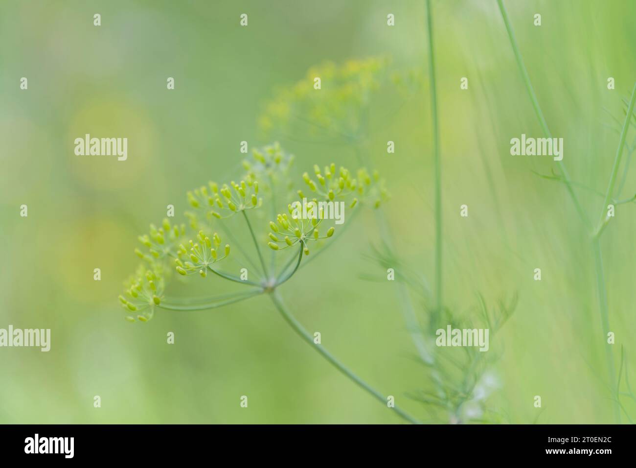 Fruits of wild fennel (Foeniculum vulgare) in a field, Germany Stock