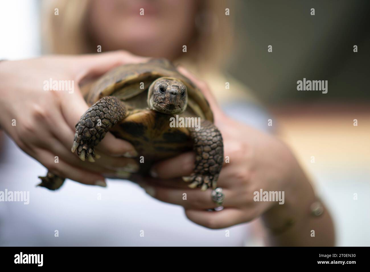 turtle, four toed turtle, young woman behind, Germany Stock Photo