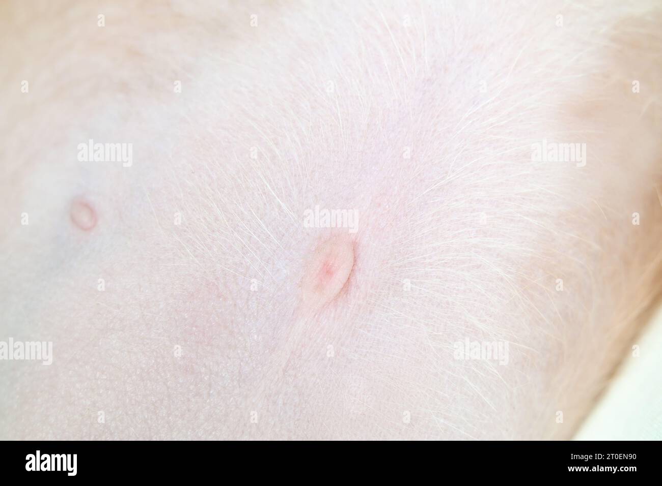 Puppy belly button, close up. Abstract soft pink umbilicus of puppy dog sleeping with belly exposed. 9 weeks old,  female Boxer Pitbull mix breed. Sel Stock Photo