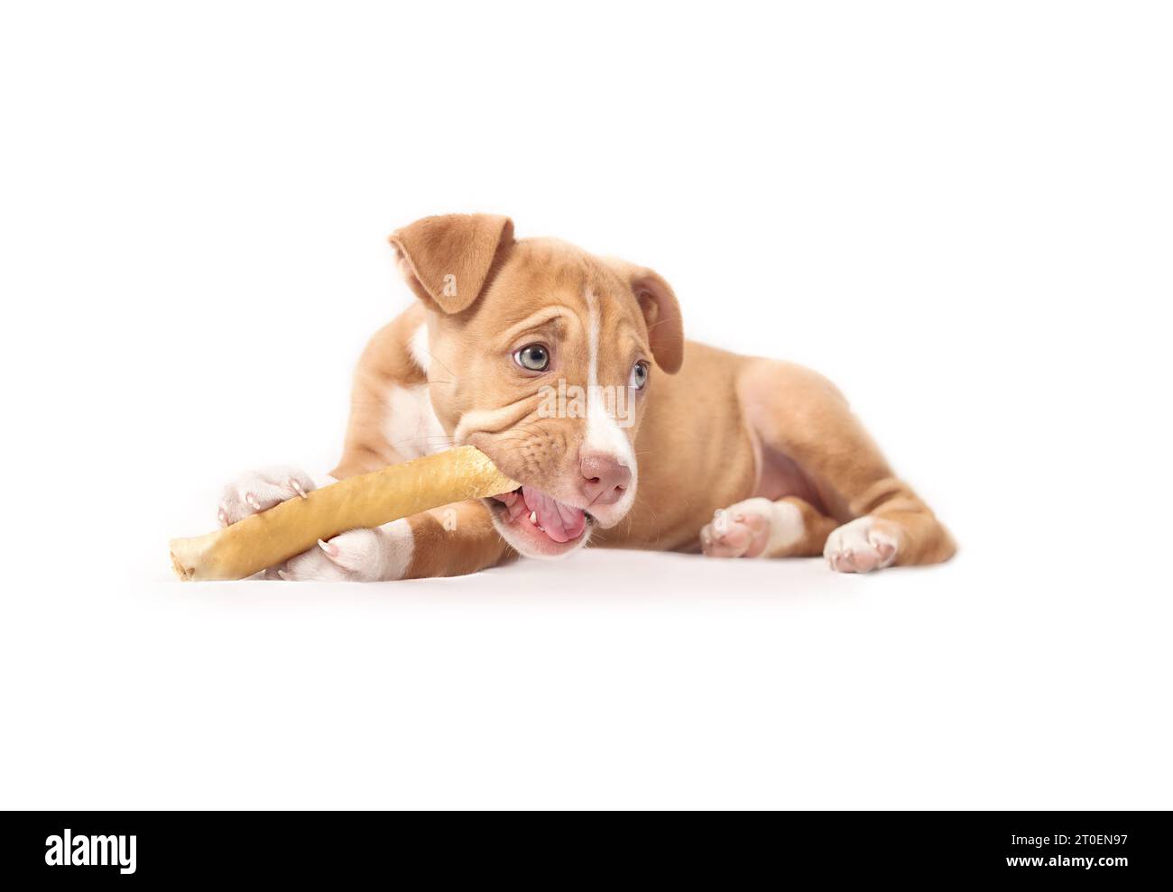 Happy puppy with big chew stick like a cigar. Puppy dog chewing on