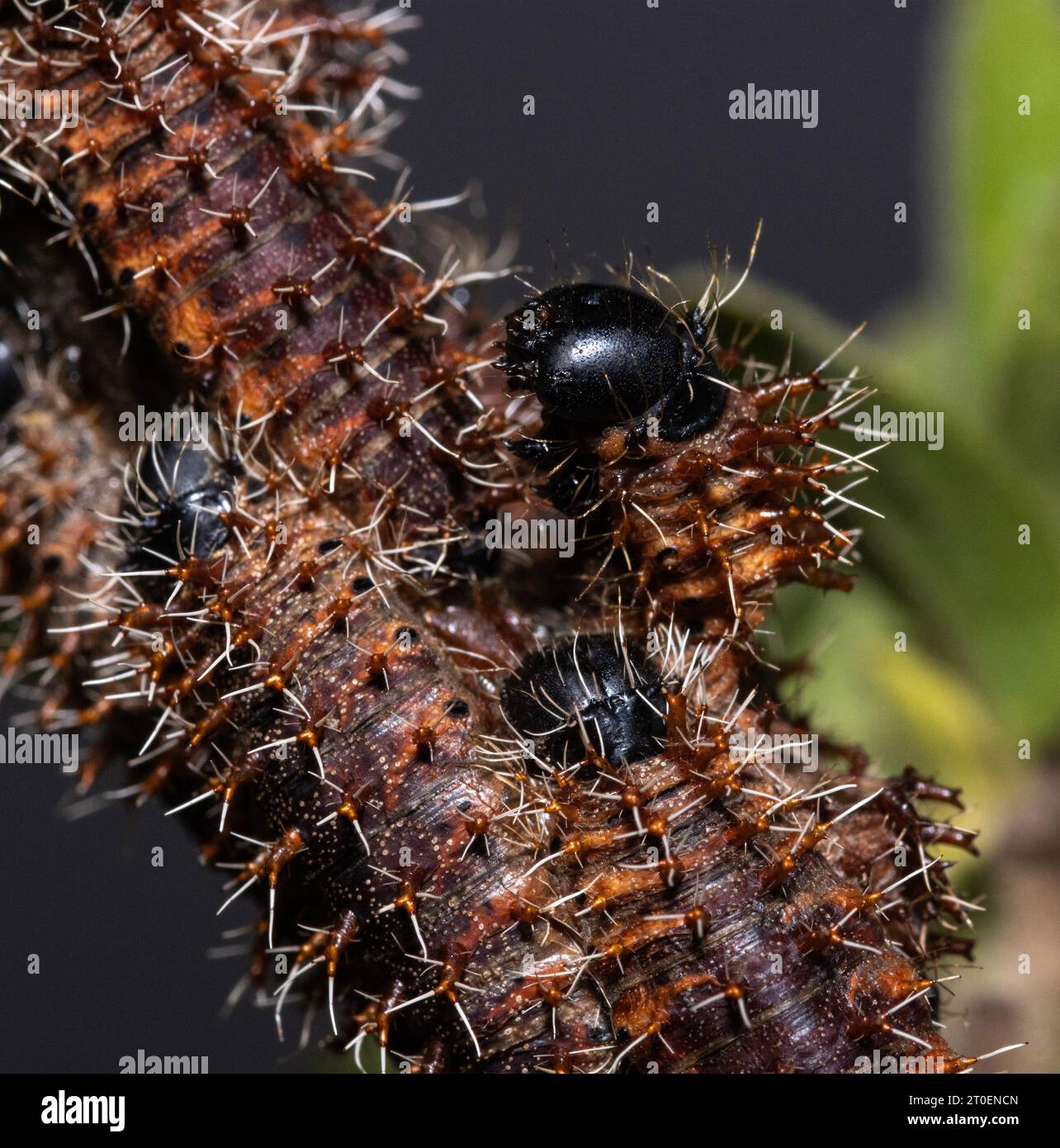 Early instar caterpillars of the Common Emperor Moth appear very different from the mush lager and darker instars prior to pupating. Stock Photo