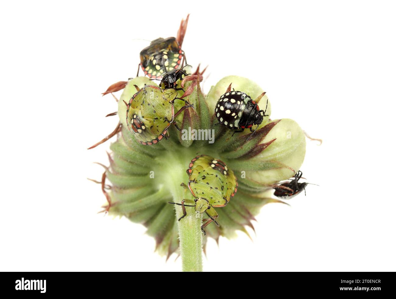 Group of southern green stink bugs on calendula flower. 2nd, 3rd, 4th and 5th instar or nymph stage from southern green shield bug or Nezara viridula. Stock Photo
