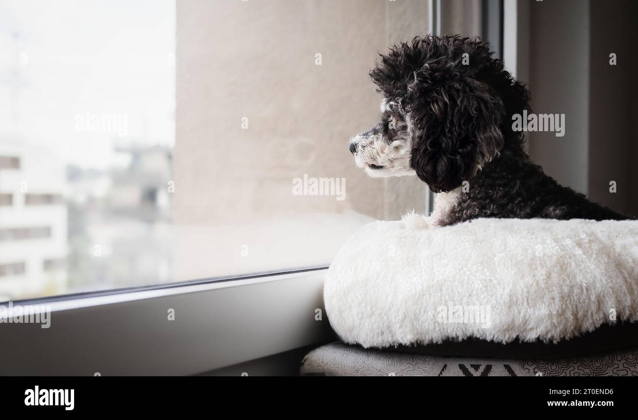 Dog looking out of window at the neighborhood. Curios small dog sitting on a pillow while looking at birds and cats. Female miniature harlequin poodle Stock Photo