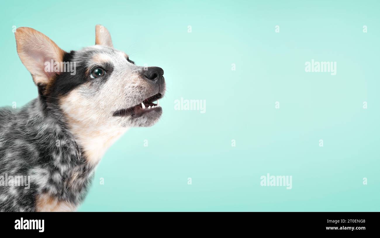 Cute puppy with blue background. Side profile of curios puppy dog standing with mouth open while looking up. Blue heeler puppy or Australian cattle do Stock Photo