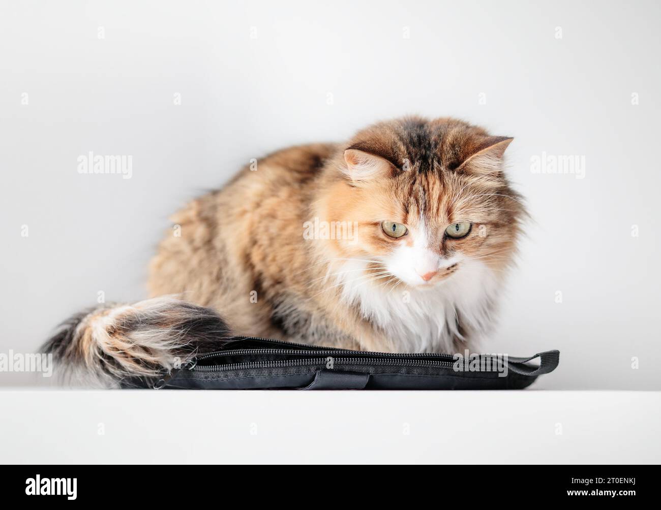Crouching kitty hires stock photography and images Alamy