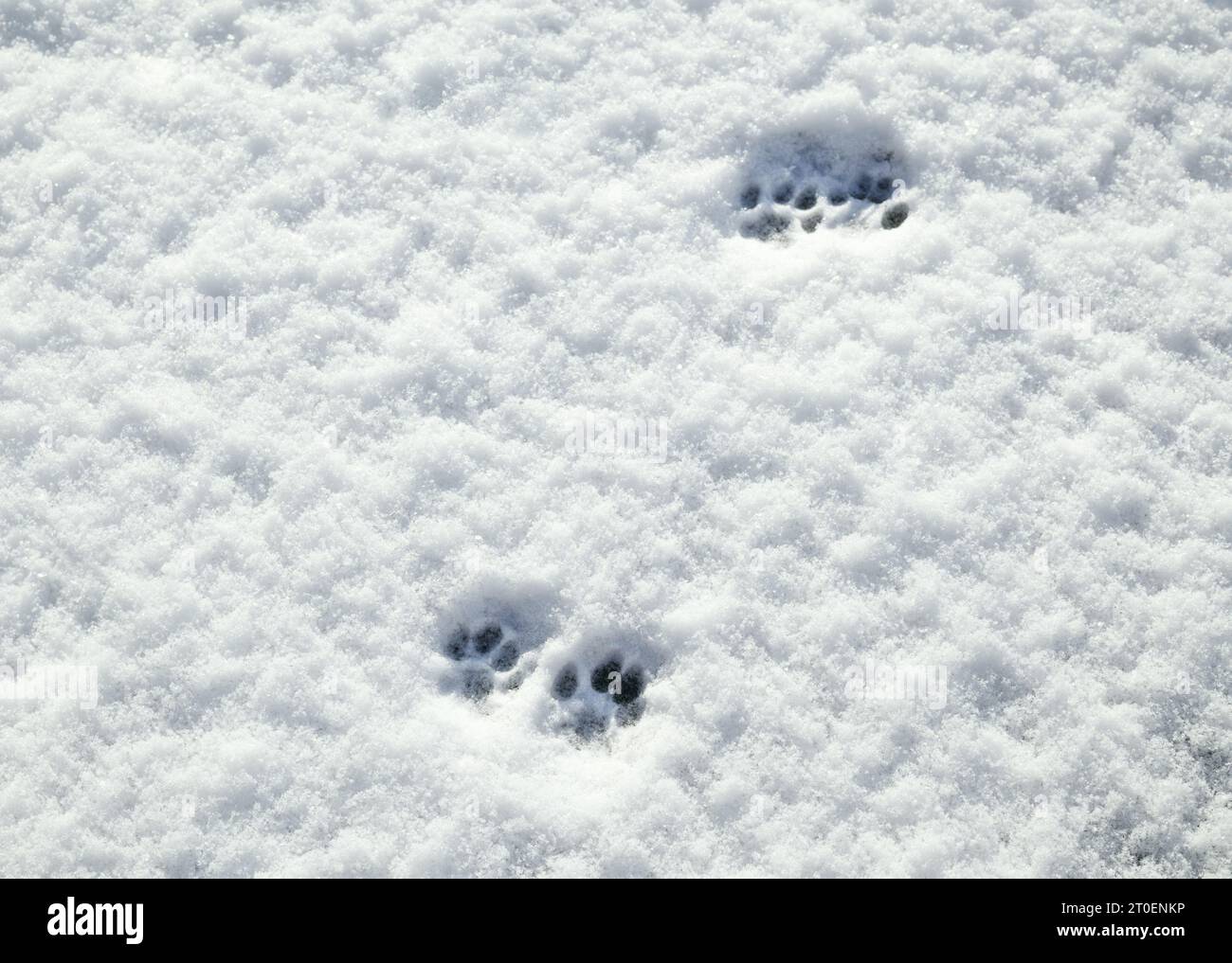 Cat paw prints in snow on sunny day. Multiple footprints of small cat walking on fresh snow. Abstract animal track texture or surface. Concept for do Stock Photo