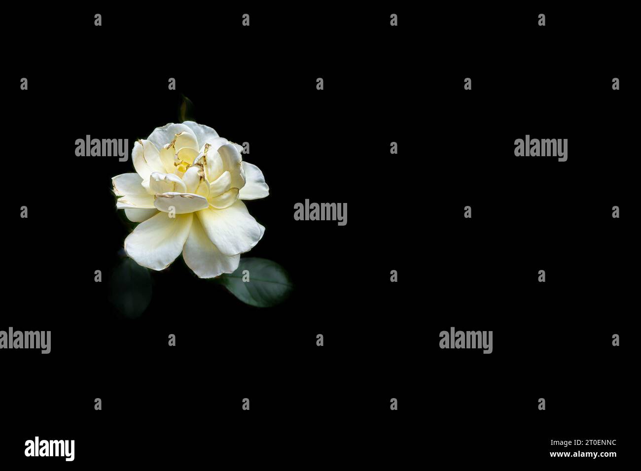 Pale Yellow rose on black background. Stock Photo