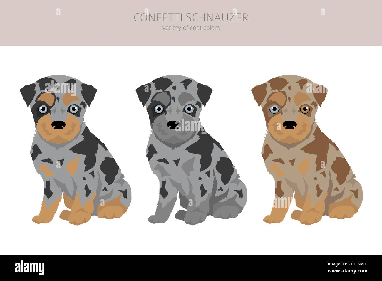 Confetti Schnauzer clipart. Miniature Schnauzer Australian shepherd mix