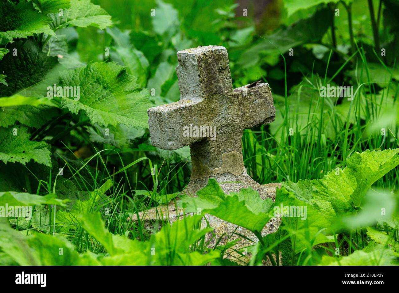 Europe, Poland, Podkarpackie Voivodeship, Bieszczady Mountains, former village Dzwiniacz Stock Photo