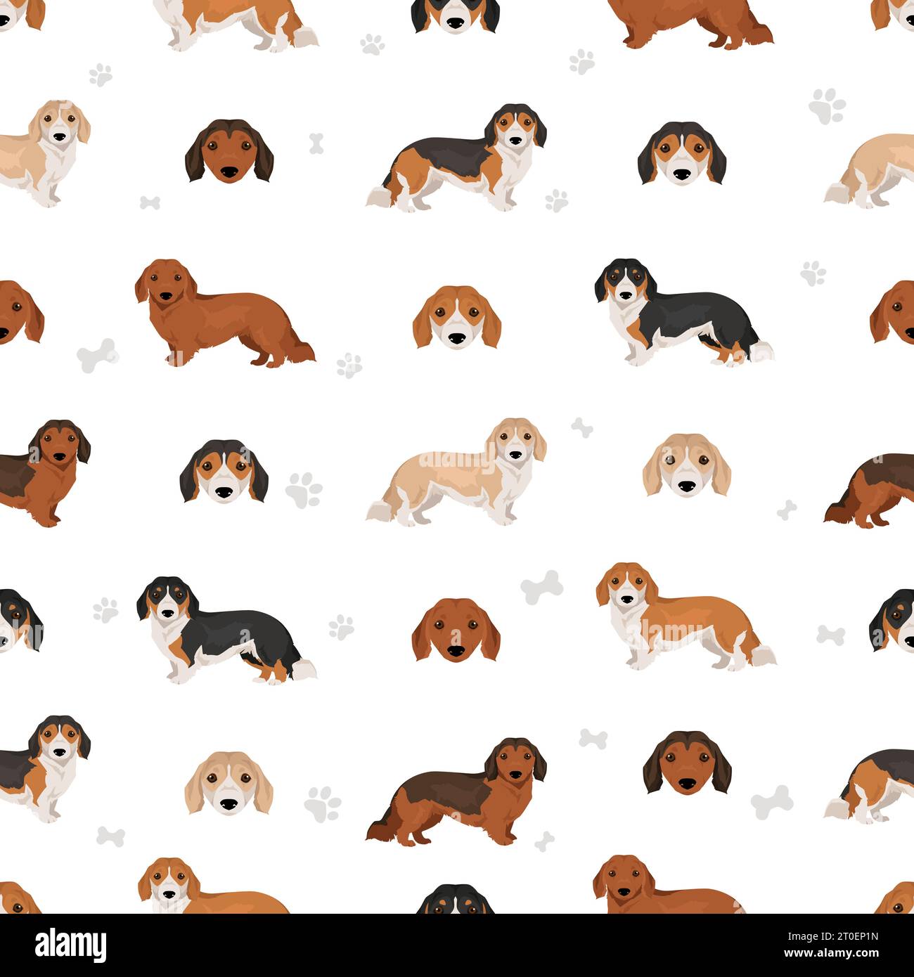 Dorgi seamless pattern. Welsh corgi Dachshund mix. Different coat ...