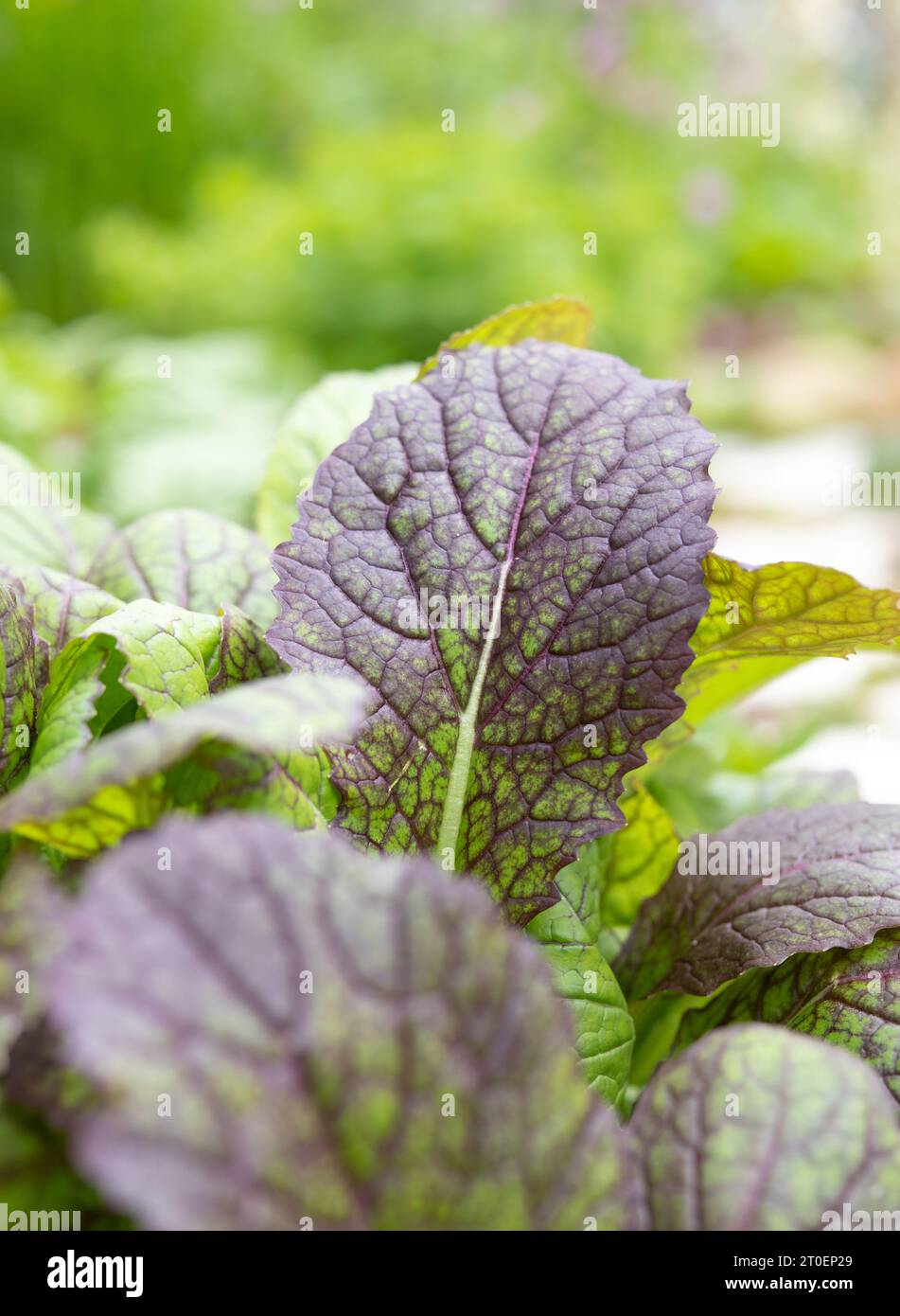 Mustard leaves in garden with defocused foliage. Close up of many green