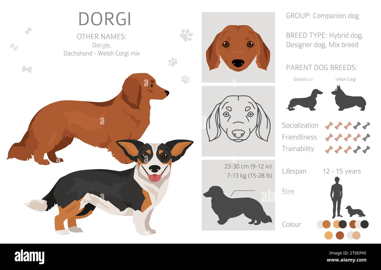 Corgi dachshund hotsell mix pictures