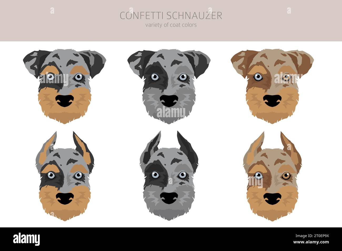 Confetti Schnauzer clipart. Miniature Schnauzer Australian shepherd mix. Different coat colors set.  Vector illustration Stock Vector