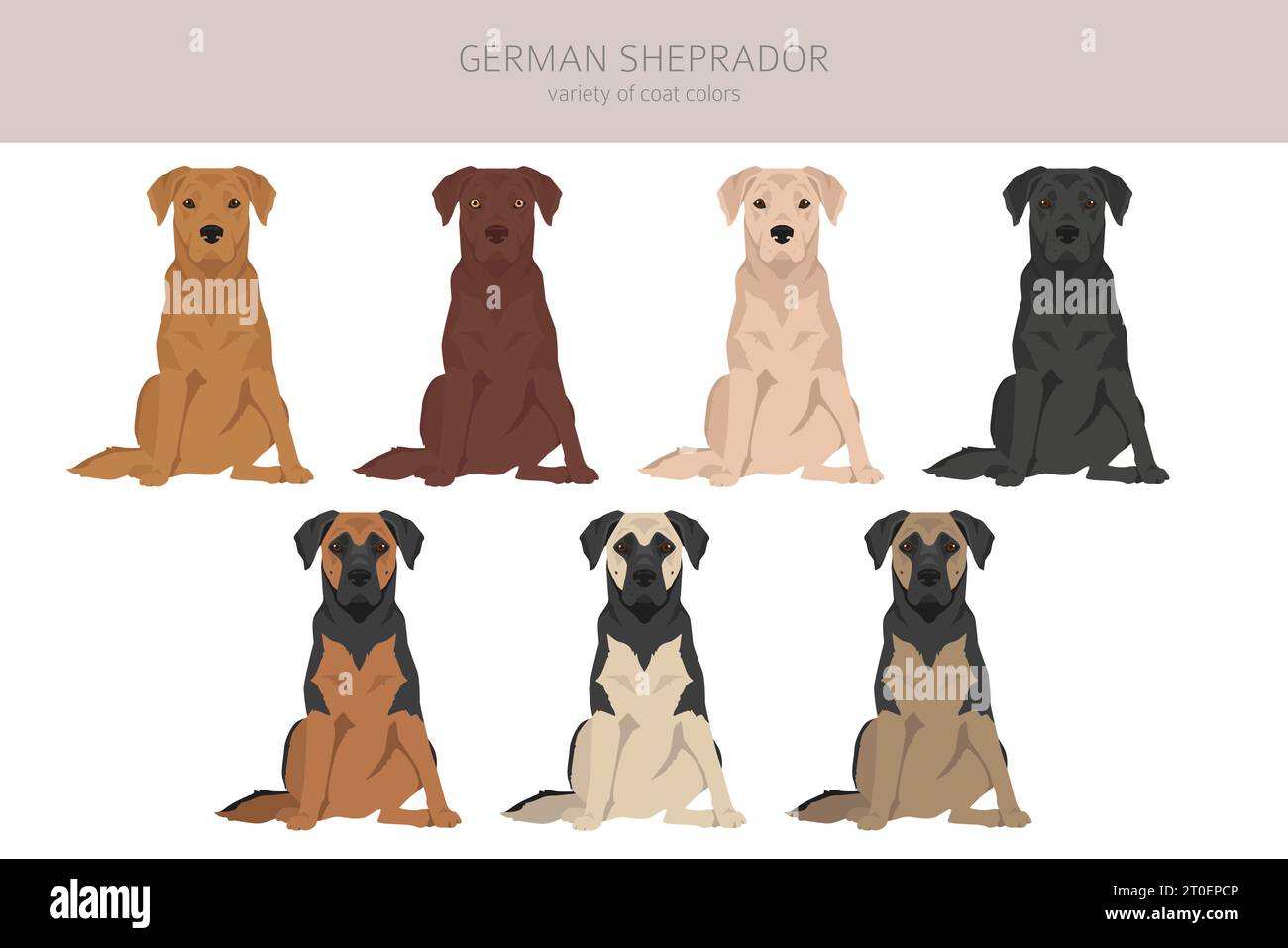 Sheprador breeders sales