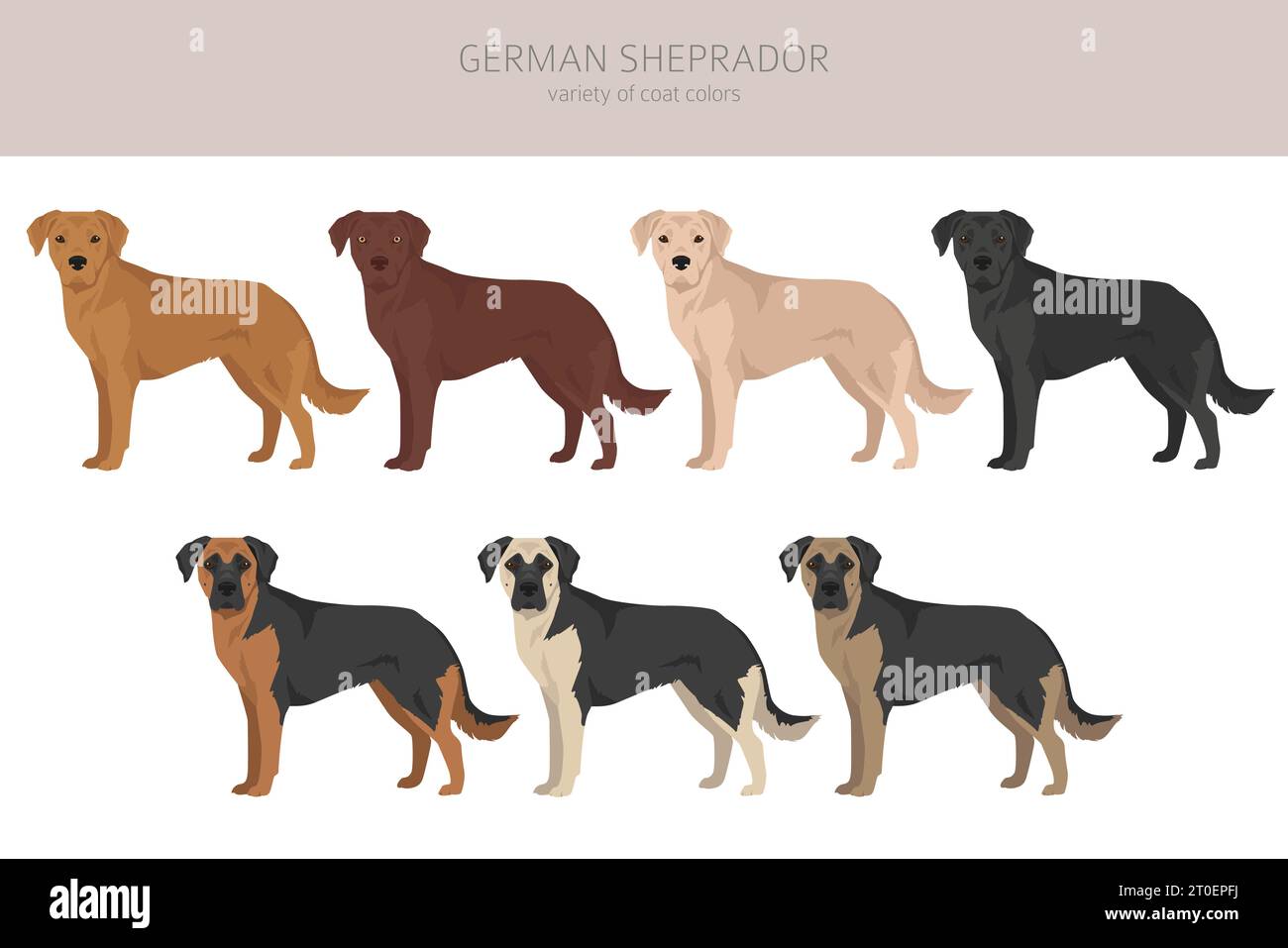 Labrador retriever hotsell cross german shepherd