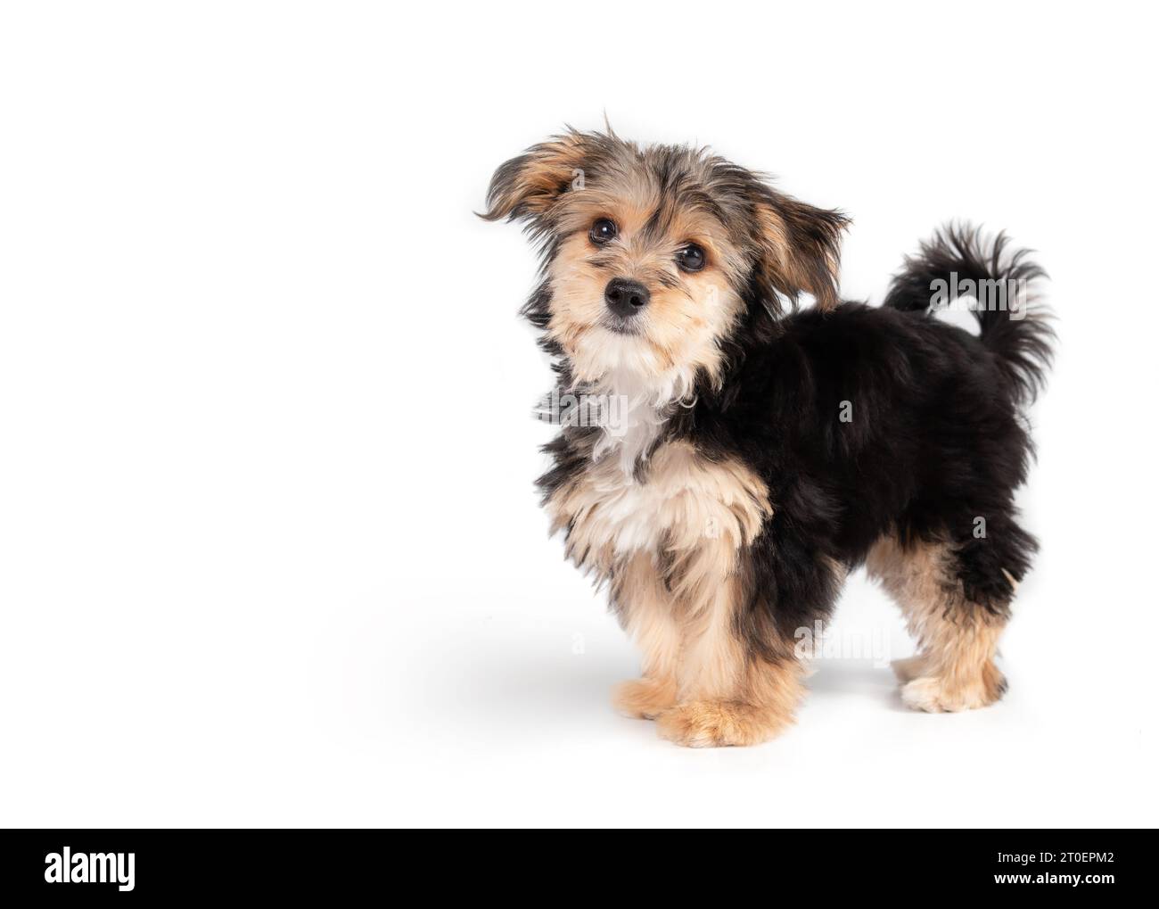 Black and best sale white morkie puppy