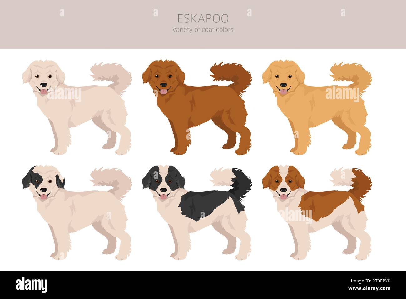 Eskapoo clipart. Eskimo dog Poodle mix. Different coat colors set.  Vector illustration Stock Vector