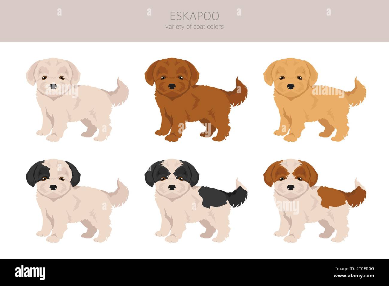 Eskapoo clipart. Eskimo dog Poodle mix. Different coat colors set.  Vector illustration Stock Vector