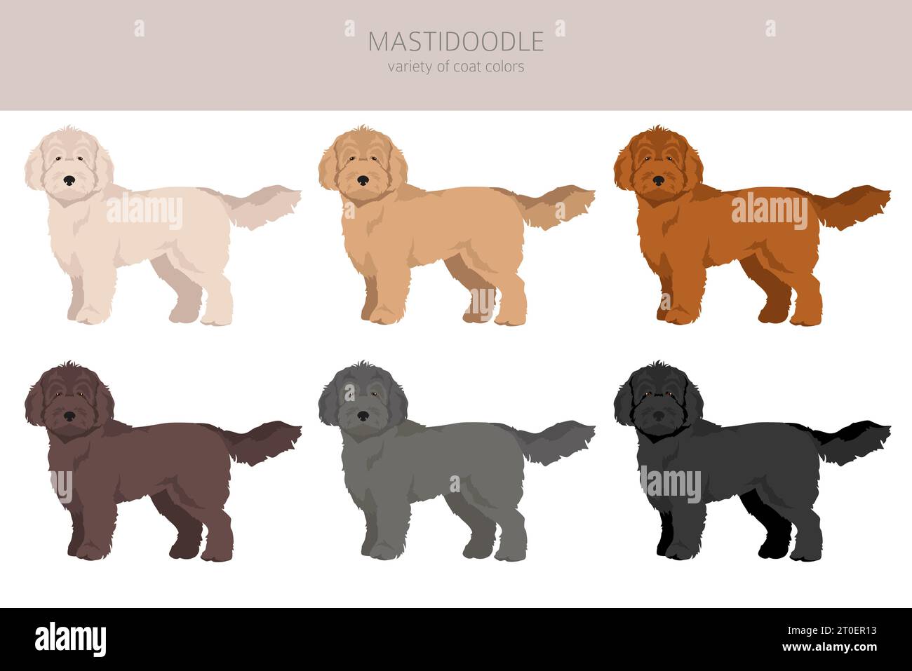 English mastidoodle for best sale sale