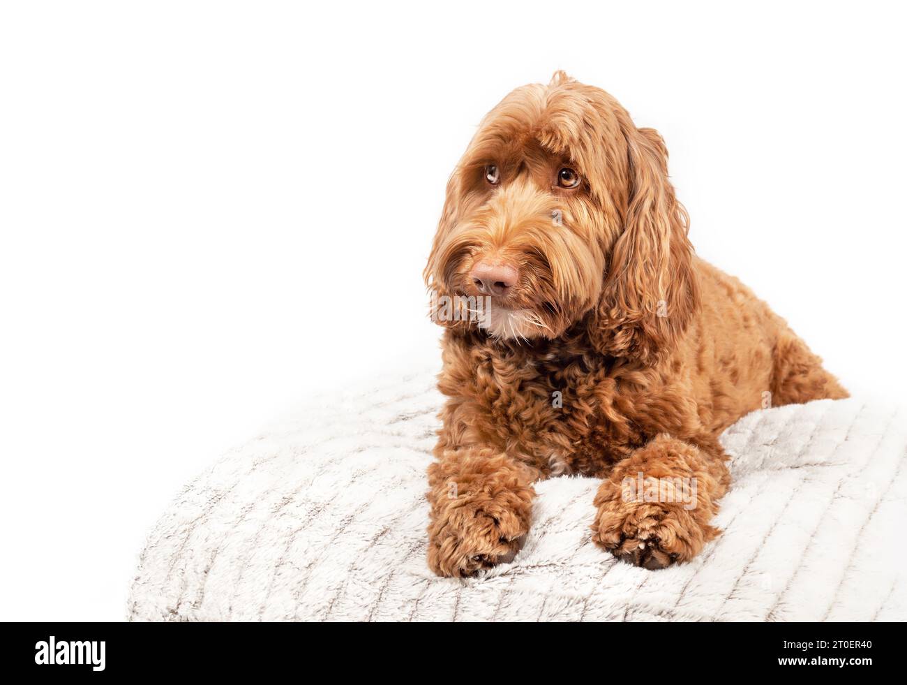 Large dog on pillow looking questioning to the side. Front view of cute Labradoodle dog lying with paws stretched and big brown eyes. Waiting, sad or Stock Photo
