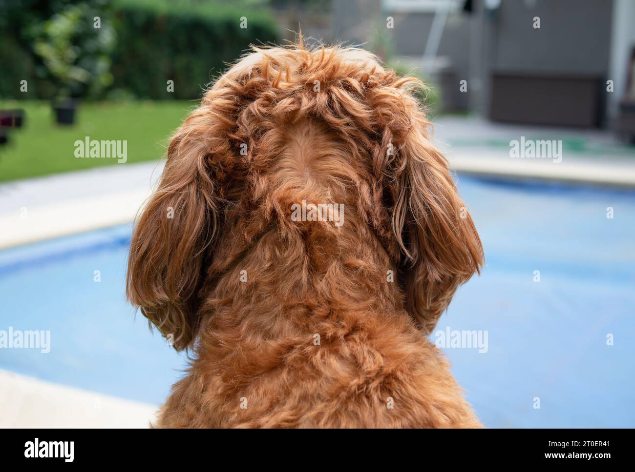 Dog with alopecia and thinning spot on back of head. Female Labradoodle