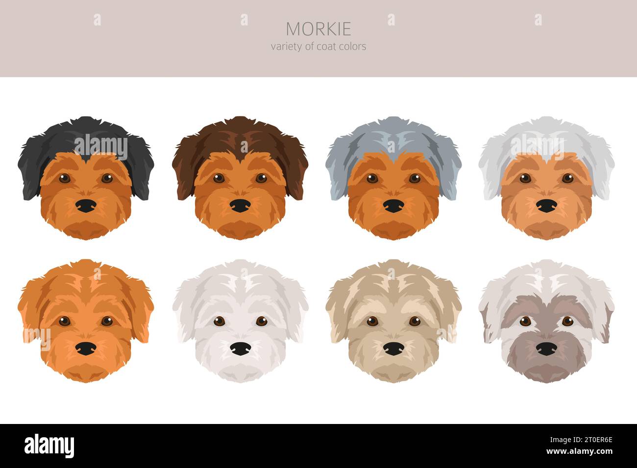 Morkie clipart. Maltese Yorkshire terrier mix. Different coat colors set.  Vector illustration Stock Vector