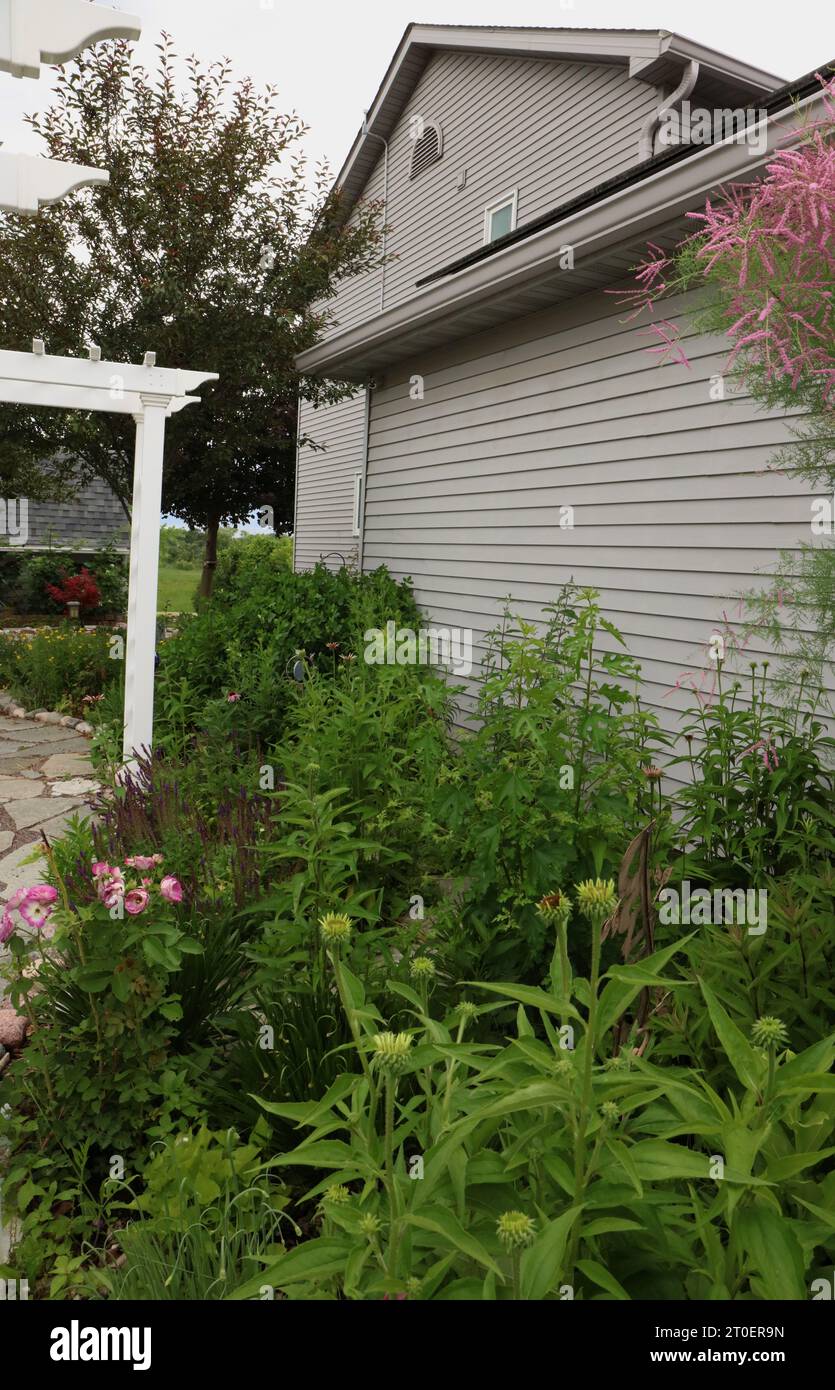 A flower garden alongside a house containing Alliums, Roses, Coneflowers, Butterfly Bush, Salvia, False Blue Indigo, Goldenrod, Tamarisk and a Huckleb Stock Photo
