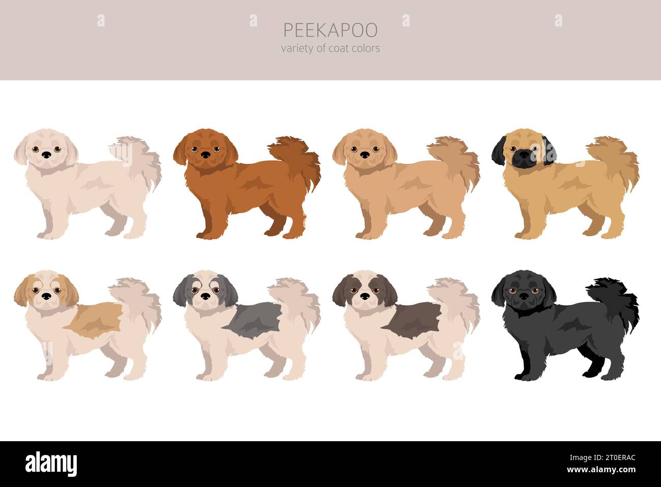 Peekapoo clipart. Pekingese Poodle mix. Different coat colors set.  Vector illustration Stock Vector