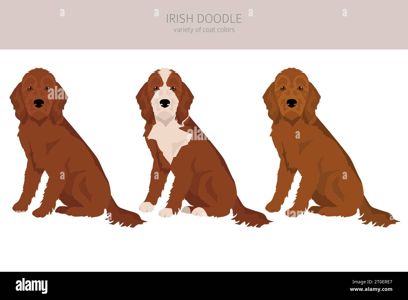 Irishdoodle clipart. Irish Setter Poodle mix. Different coat colors set