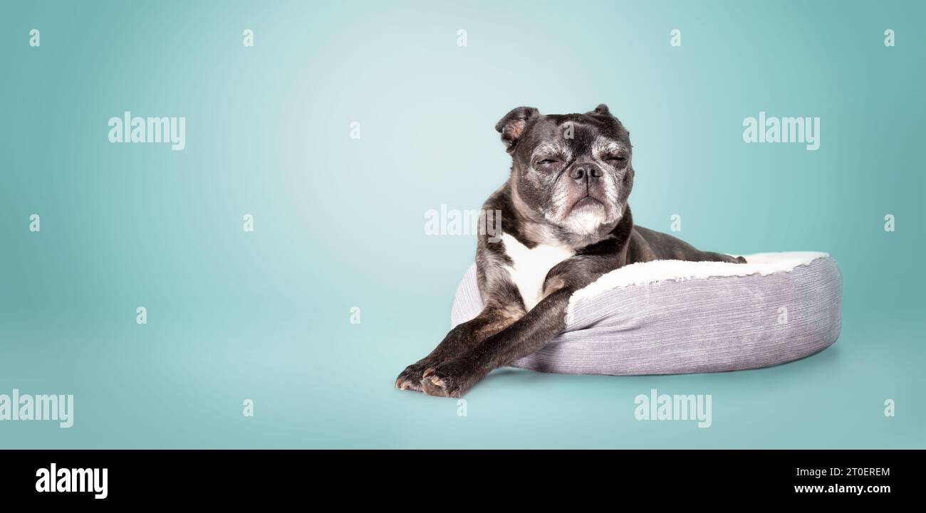Black dog sleeping in dog bed with blue background. Full body of senior