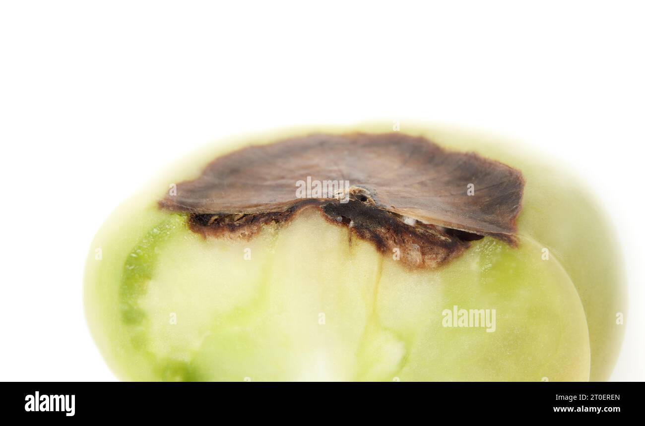 Close up of blossom end rot disease on tomato. Isolated cross-section of unripe roadster tomato with rotten brown section from lack of calcium.  White Stock Photo