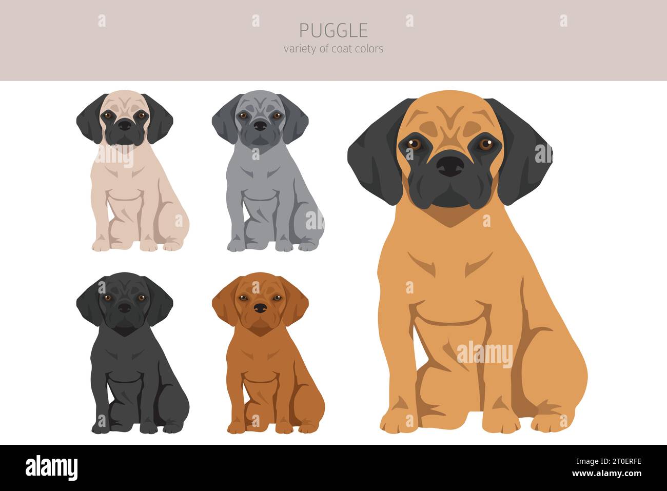 Puggle clipart. Pug beagle mix. Different coat colors set. Vector