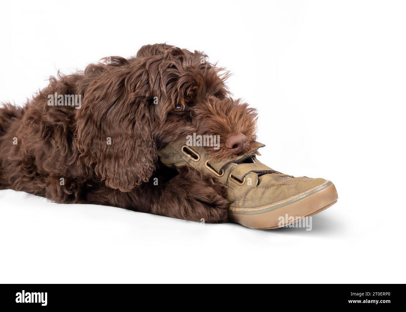 Isolated puppy chewing shoe. Cute puppy dog biting or smelling shoe